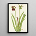 Sarracénie pourpre Sarracenia rubra - Mary Vaux Walcott — ingelijst kunstwerk aan de muur