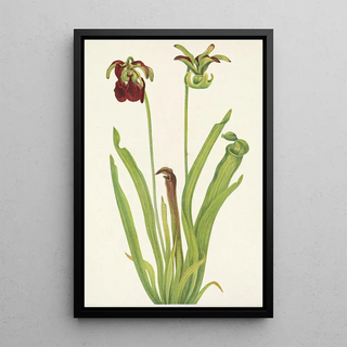 Mary Vaux Walcott - Sweet Pitcherplant Sarracenia rubra.webp