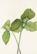 Trille sessile Trillium sessile - Mary Vaux Walcott — weergave van het kunstwerk