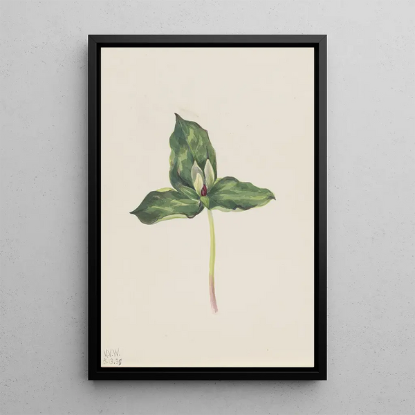 Mary Vaux Walcott - Trillium discolor.webp