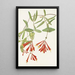 Chèvrefeuille trompette Lonicera sempervirens - Mary Vaux Walcott — ingelijst kunstwerk aan de muur