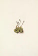 Saxifrage gazonnante Saxifraga caespitosa - Mary Vaux Walcott — weergave van het kunstwerk
