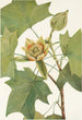 Tulipier de Virginie Liriodendron tulipifera - Mary Vaux Walcott — weergave van het kunstwerk