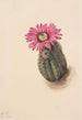 Cactus tête de dinde Echinocerus perbellus - Mary Vaux Walcott — weergave van het kunstwerk
