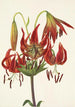Lis turban Lilium superbum - Mary Vaux Walcott — weergave van het kunstwerk