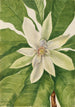 Magnolia à grandes feuilles Magnolia tripetala - Mary Vaux Walcott — weergave van het kunstwerk