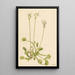 Attrape-mouche de Vénus Dionaea muscipula - Mary Vaux Walcott — ingelijst kunstwerk aan de muur
