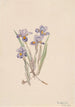 Iris printanier Iris verna - Mary Vaux Walcott — weergave van het kunstwerk