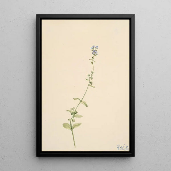 Mary Vaux Walcott - Veronica serpyllifolia.webp