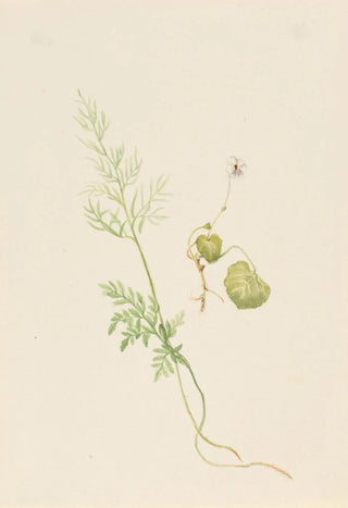 Mary Vaux Walcott - Viola palustris.webp