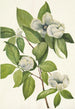 Stewartia de Virginie - Mary Vaux Walcott — weergave van het kunstwerk
