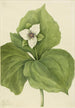 Trille cireux - Mary Vaux Walcott — weergave van het kunstwerk