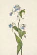 Mertensia paniculata - Mary Vaux Walcott — weergave van het kunstwerk