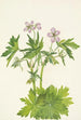 Géranium visqueux - Mary Vaux Walcott — weergave van het kunstwerk