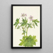 Géranium visqueux - Mary Vaux Walcott — ingelijst kunstwerk aan de muur