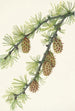 Occidental Western Larch - Mary Vaux Walcott — weergave van het kunstwerk