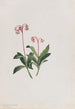 Chimaphila umbellata - Mary Vaux Walcott — weergave van het kunstwerk