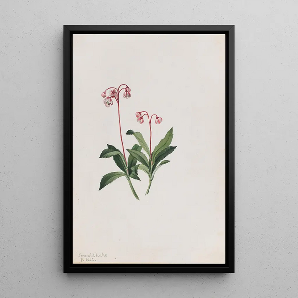 Mary Vaux Walcott - Western Pipsissewa Chimaphila umbellata.webp