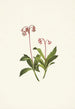 Chimaphila occidentalis - Mary Vaux Walcott — weergave van het kunstwerk