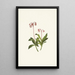 Chimaphila occidentalis - Mary Vaux Walcott — ingelijst kunstwerk aan de muur