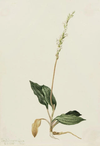 Mary Vaux Walcott - Western Rattlesnake Plantain Peranium decipiens.webp