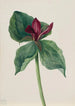 Fleur de whippoorwill - Mary Vaux Walcott — weergave van het kunstwerk