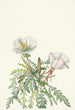 Rose de l'aube blanche - Mary Vaux Walcott — weergave van het kunstwerk