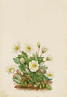 Dryade blanche - Mary Vaux Walcott — weergave van het kunstwerk