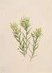 Castilléjie blanche Castilleja occidentalis - Mary Vaux Walcott — weergave van het kunstwerk