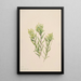 Castilléjie blanche Castilleja occidentalis - Mary Vaux Walcott — ingelijst kunstwerk aan de muur