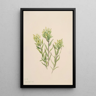 Mary Vaux Walcott - White Indian Paintbrush Castilleja occidentalis.webp