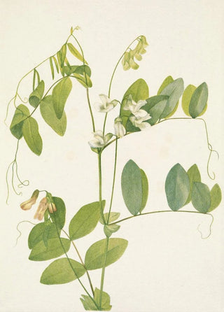 Mary Vaux Walcott - White Pea Lathyrus ochroleucus.webp