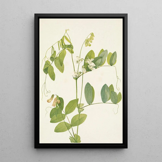 Mary Vaux Walcott - White Pea Lathyrus ochroleucus.webp