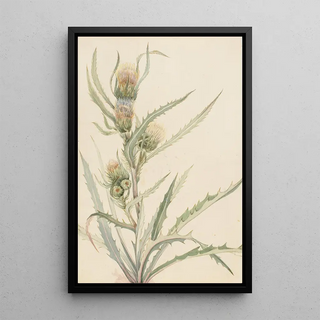 Mary Vaux Walcott - White Thistle.webp