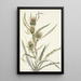 Chardon blanc Cirsium hookerianum - Mary Vaux Walcott — ingelijst kunstwerk aan de muur