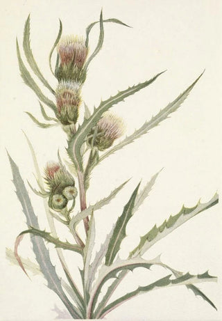 Mary Vaux Walcott - White Thistle Cirsium hookerianum.webp