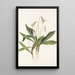 Érythrone blanche Erythronium albidum - Mary Vaux Walcott — ingelijst kunstwerk aan de muur