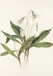 Érythrone blanche Erythronium albidum - Mary Vaux Walcott — weergave van het kunstwerk