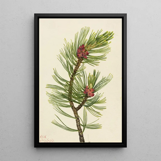 Mary Vaux Walcott - Whitebark Pine Pinus albicaulis.webp