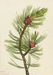 Pin à écorce blanche Pinus albicaulis - Mary Vaux Walcott — weergave van het kunstwerk