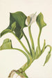 Calla sauvage Calla palustris - Mary Vaux Walcott — weergave van het kunstwerk