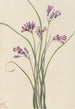 Jacinthe sauvage Brodiaea pulchella - Mary Vaux Walcott — weergave van het kunstwerk