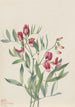 Pois sauvage Lathyrus decaphyllus - Mary Vaux Walcott — weergave van het kunstwerk