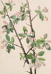 Pommier sauvage Malus coronaria - Mary Vaux Walcott — weergave van het kunstwerk