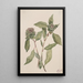 Salix - Mary Vaux Walcott — ingelijst kunstwerk aan de muur