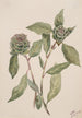 Salix - Mary Vaux Walcott — weergave van het kunstwerk