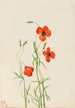 Coquelicot des vents Stylomecon heterophylla - Mary Vaux Walcott — weergave van het kunstwerk