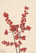 Houx verticaal Ilex verticillata - Mary Vaux Walcott — weergave van het kunstwerk