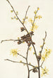 Noisetier des sorcières Hamamelis virginiana - Mary Vaux Walcott — weergave van het kunstwerk