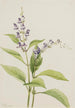 Scutellaire des bois Scutellaria serrata - Mary Vaux Walcott — weergave van het kunstwerk